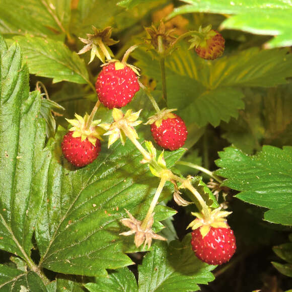 Fragaria vesca 'Königin Alexandra': Bild 2/4