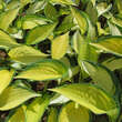 Hosta 'Orange Marmelade': Bild 1/7