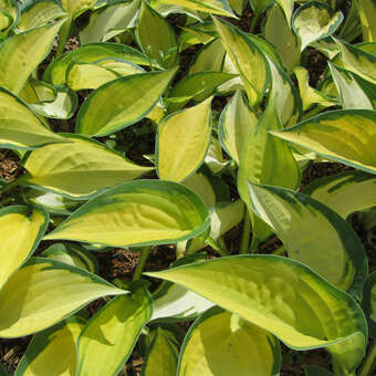Hosta 'Orange Marmalade'