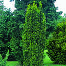 Taxus baccata 'Fastigiata' - Säuleneibe