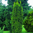 Taxus baccata 'Fastigiata' - Säuleneibe