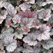 Heucherella 'Twilight': Bild 1/5