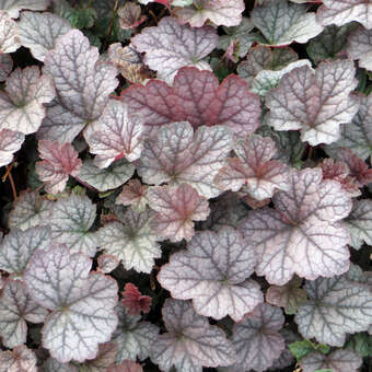 Heucherella 'Twilight'