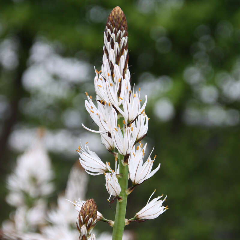 Affodill Asphodelus albus weiß