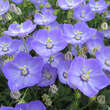 Campanula 'Samantha': Bild 1/6