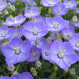 Campanula rotundifolia - Karparten-Glockenblume