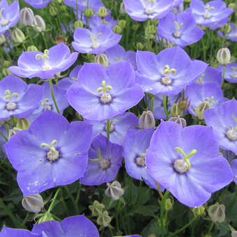 Campanula 'Samantha'