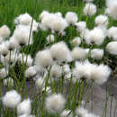 Eriophorum vaginatum - Scheidenwollgras