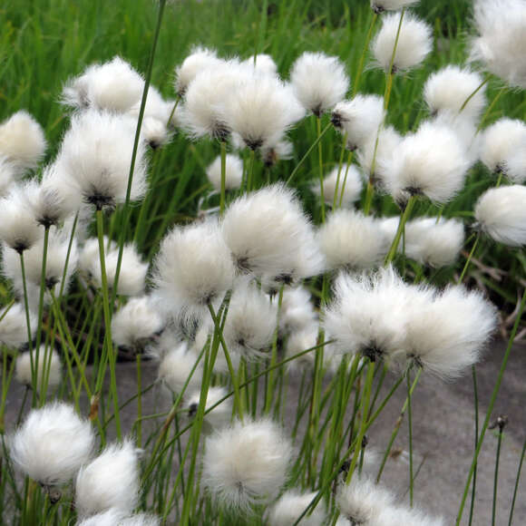 Eriophorum vaginatum: Bild 1/4 Eriophorum vaginatum: Bild 1/4
