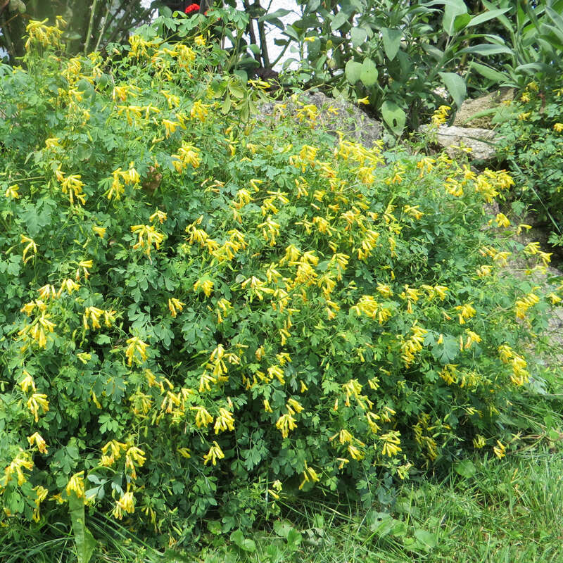 Lerchensporn - Corydalis lutea - gelb