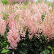 Astilbe arendsii 'Look At Me': Bild 1/3