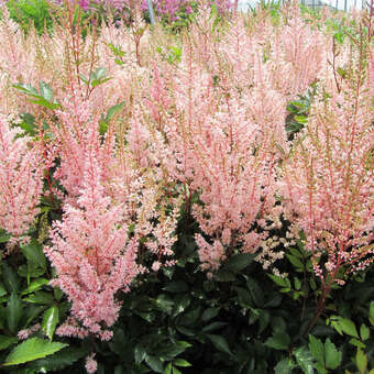 Astilbe arendsii 'Look At Me'