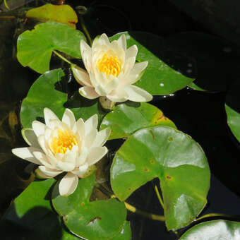 Nymhpaea 'Walter Pagels'