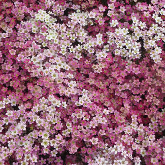 Saxifraga arendsii 'Purpurmantel'
