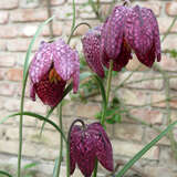 Fritillaria meleagris - Schachbrettblume