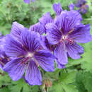 Geranium magnificum 'Rosemore' - Storchschnabel