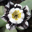 Primula auricula 'Alois': Bild 1/2
