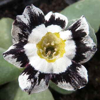 Primula auricula 'Alois'