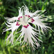 Dianthus arenarius: Bild 4/6