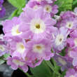 Primula auricula 'Bartl': Bild 1/3