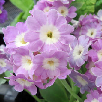 Primula auricula 'Bartl'