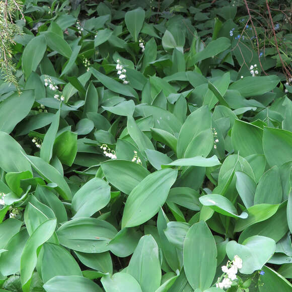 Convallaria majalis: Bild 5/5 Convallaria majalis: Bild 5/5
