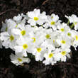 Primula juliae 'Schneewittchen': Bild 1/3