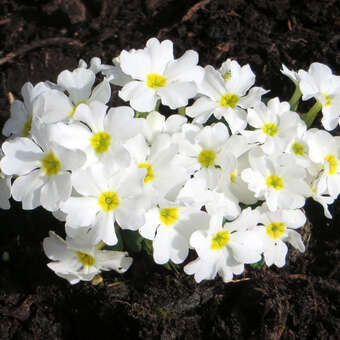 Primula juliae 'Schneewittchen'