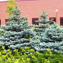 Zwerg-Blaufichte - Picea pungens 'Glauca Globosa'