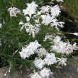 Dianthus arenarius: Bild 5/6