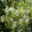 Amsonia tabernaemontana: Bild 4/4