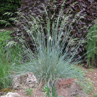 Helictotrichon s. 'Saphirsprudel'