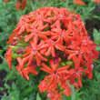 Lychnis chalcedonica 'Rubra': Bild 1/1