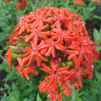 Lychnis chalcedonica 'Rubra'