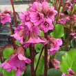 Bergenia 'Eroica': Bild 2/3