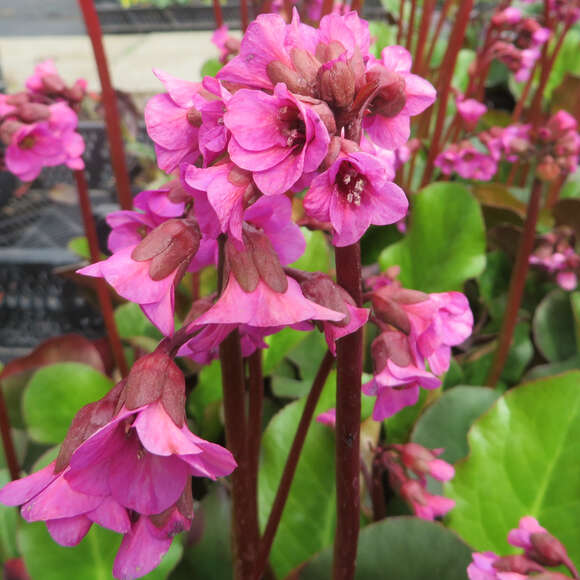 Bergenia 'Eroica': Bild 2/3 Bergenia 'Eroica': Bild 2/3