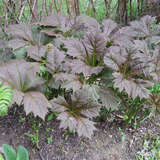 Rodgersia podophylla 'Rotlaub' - Schaublatt