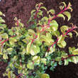 Fuchsia magellanica 'Genii': Bild 2/2