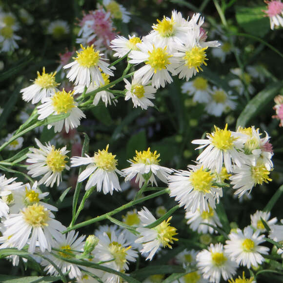 Aster ericoides 'Schneegitter': Bild 6/6 Aster ericoides 'Schneegitter': Bild 6/6