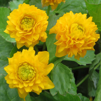 Caltha palustris 'Plena'