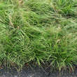 Carex montana: Bild 1/5