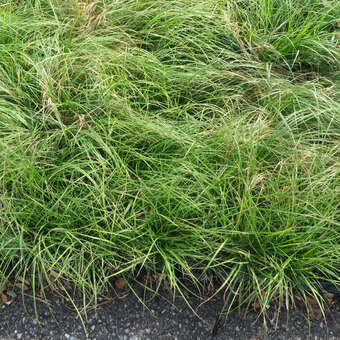 Carex montana