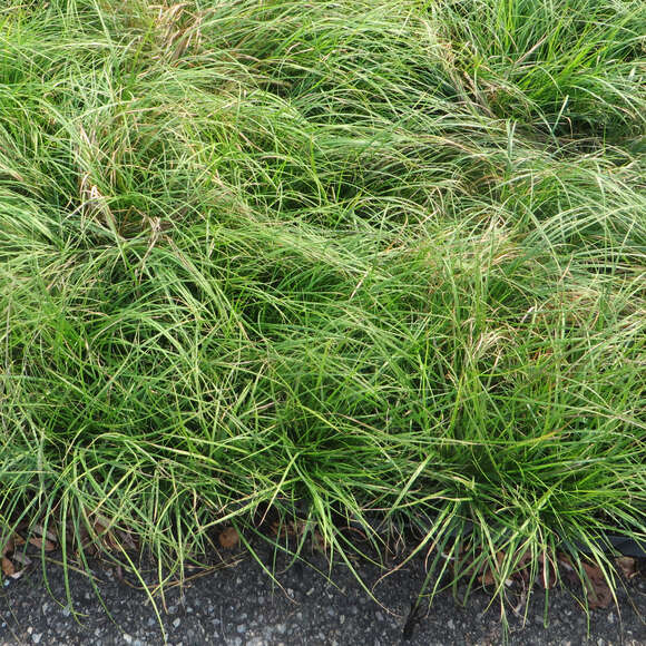 Carex montana: Bild 1/5 Carex montana: Bild 1/5