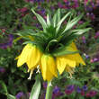 Fritillaria imperialis 'Lutea': Bild 5/6