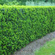 Taxus media 'Hicksii': Bild 1/3