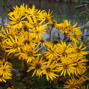 Ligularia dentata 'Desdemona'