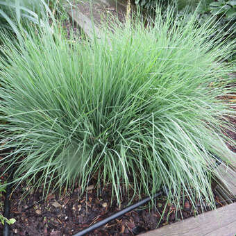 Schizachyrium scoparium