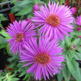 Aster novae-angliae 'Vibrant Dome' - Raublatt-Aster