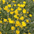 Eriophyllum lanatum: Bild 2/3