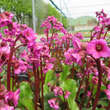 Bergenia 'Eroica': Bild 3/3